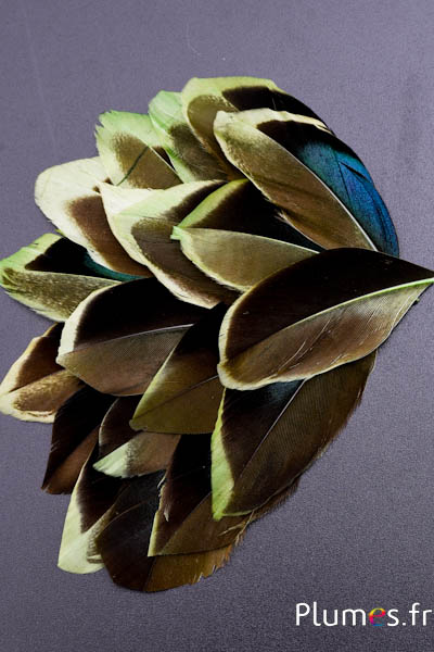 Pétales en plumes - 6-8 x 3-4 cm - vert kaki-noir